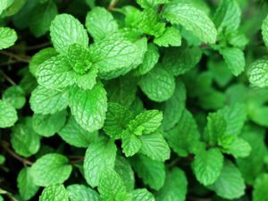 Menta