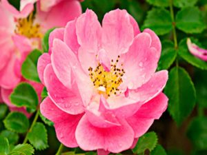 Rosa Mosqueta