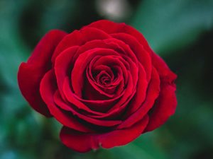 Rosas